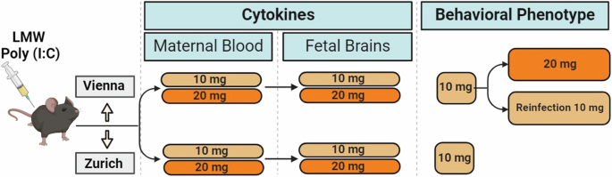 Differential effects of purified low molecular weight Poly(I:C) in the maternal immune activation model depend on the laboratory environment