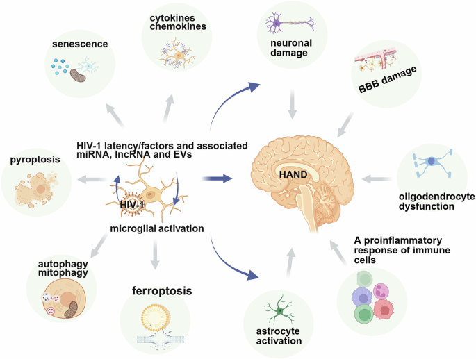 Neuroinflammation and NeuroHIV: understanding the role of HIV-1 related  factors in microglial activation