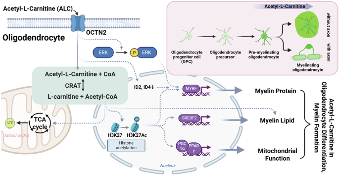 l carnitine and autism Regulation of oligodendrocyte metabolism and myelination by acetyl-L- carnitine in a mouse model of post-weaning social isolation