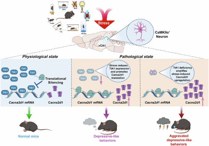 Excitatory neuronal TIA1 in ventral hippocampal CA1 drives antidepressant-like effects via downregulation of Cacna2d1 signaling in mice