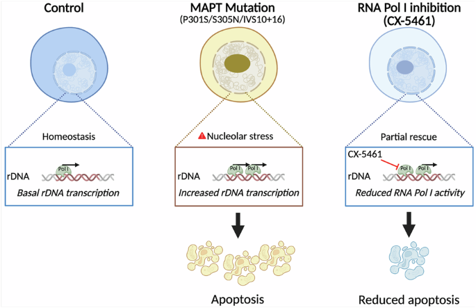 MAPT mutations are associated with rDNA transcriptional hyperactivation and nucleolar stress in cellular models