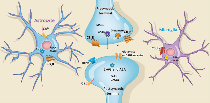 Integrating endocannabinoid signaling in the regulation of anxiety and  depression | Acta Pharmacologica Sinica
