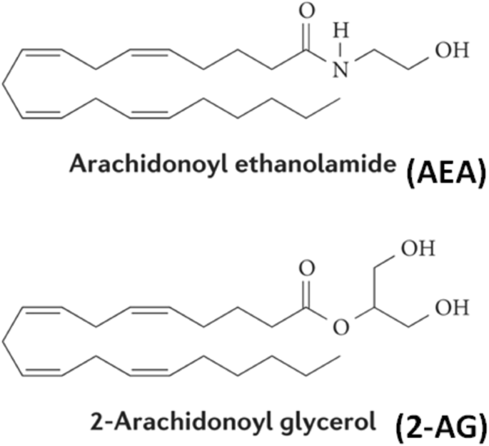 What is Anandamide and how does it work?