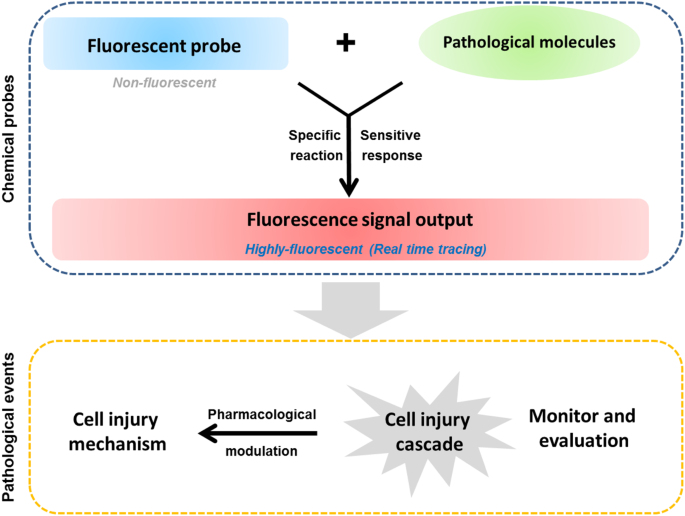 State-of-the-art: functional fluorescent probes for bioimaging and  pharmacological research | Acta Pharmacologica Sinica