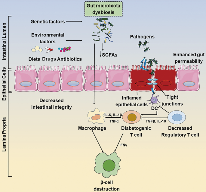 dysbiosis és tarm