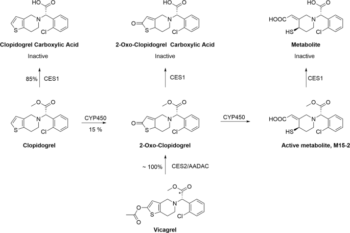 https://media.springernature.com/m685/springer-static/image/art%3A10.1038%2Fs41401-020-00547-7/MediaObjects/41401_2020_547_Fig1_HTML.png