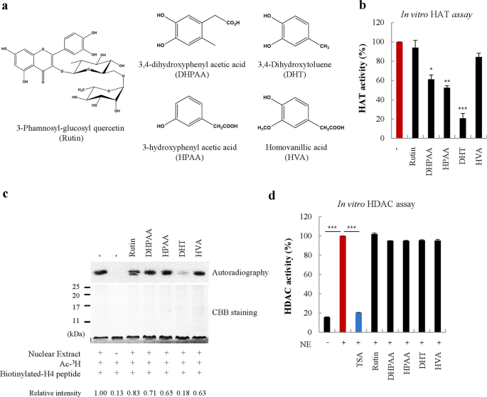 3,4-dihydroxytoluene, a metabolite of rutin, suppresses the progression of nonalcoholic fatty liver disease in mice by inhibiting p300 histone acetyltransferase activity