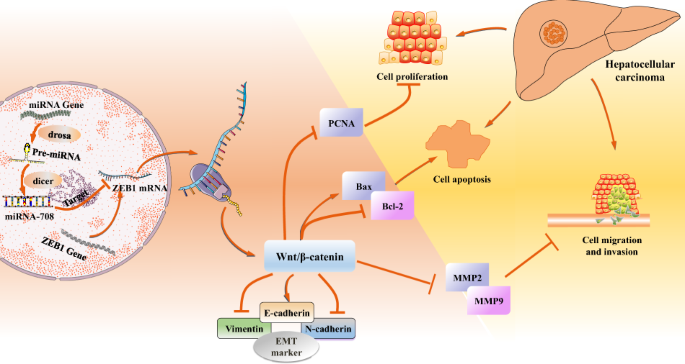 minimum Antagonist noun ZEB1 serves an oncogenic role in the tumourigenesis of HCC by promoting cell proliferation, migration, and inhibiting apoptosis via Wnt/β-catenin signaling pathway | Acta Pharmacologica Sinica minimum Antagonist noun ZEB1 serves an oncogenic role in the tumourigenesis of HCC by promoting cell proliferation, migration, and inhibiting apoptosis via Wnt/β-catenin signaling pathway | Acta Pharmacologica Sinica