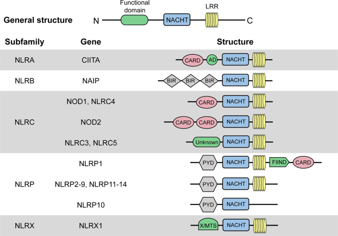Nod Like Receptors In Autoimmune Diseases Acta Pharmacologica Sinica Nod Like Receptors In Autoimmune Diseases Acta Pharmacologica Sinica