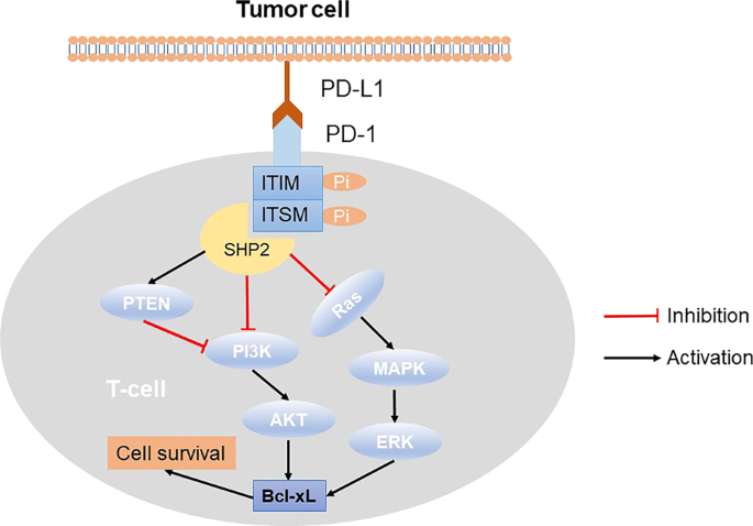 Small molecule inhibitors targeting the PD-1/PD-L1 signaling pathway | Acta  Pharmacologica Sinica