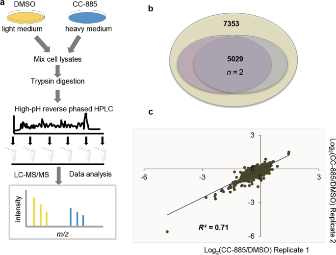 The Novel Cereblon Modulator Cc 5 Inhibits Mitophagy Via Selective Degradation Of Bnip3l Acta Pharmacologica Sinica