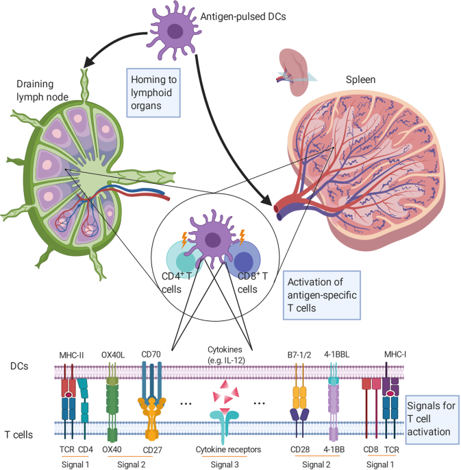Ex vivo pulsed dendritic cell vaccination against cancer
