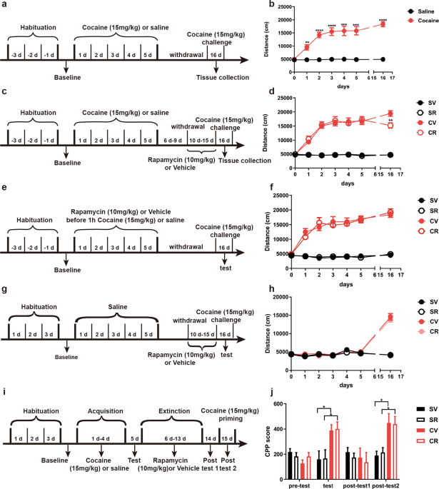 mTOR regulates cocaine-induced behavioural sensitization through the  SynDIG1–GluA2 interaction in the nucleus accumbens | Acta Pharmacologica  Sinica