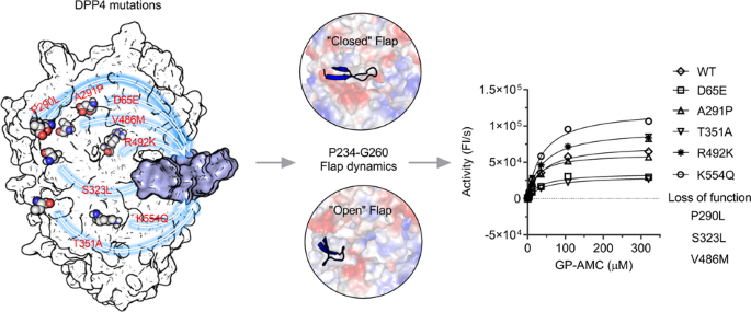 Distal mutation V486M disrupts the catalytic activity of DPP4 by affecting the flap of the propeller domain