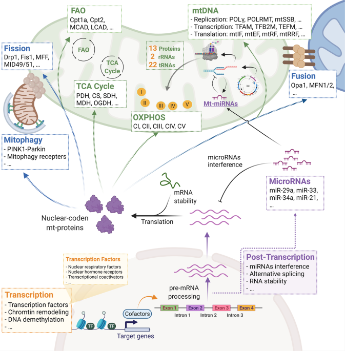 Mitochondria homeostasis: Biology and involvement in hepatic steatosis to NASH