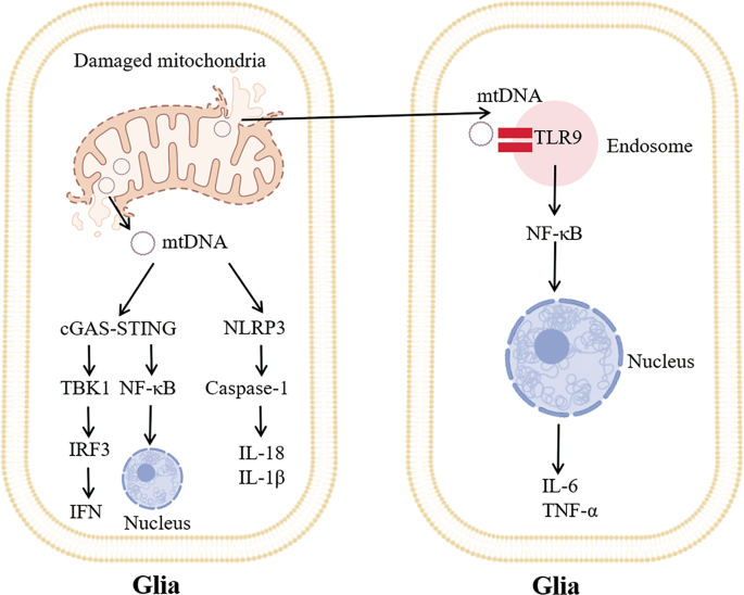 dsip mitochondria Mitochondrial-derived damage-associated molecular patterns amplify neuroinflammation in neurodegenerative diseases Private Label Oem Ahk-cu Based Amount:3 Week Intensive Course - 1ml Every 3 Days