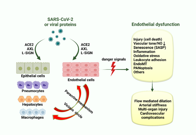 Assessment of endothelial damage and cardiac injury in a mouse