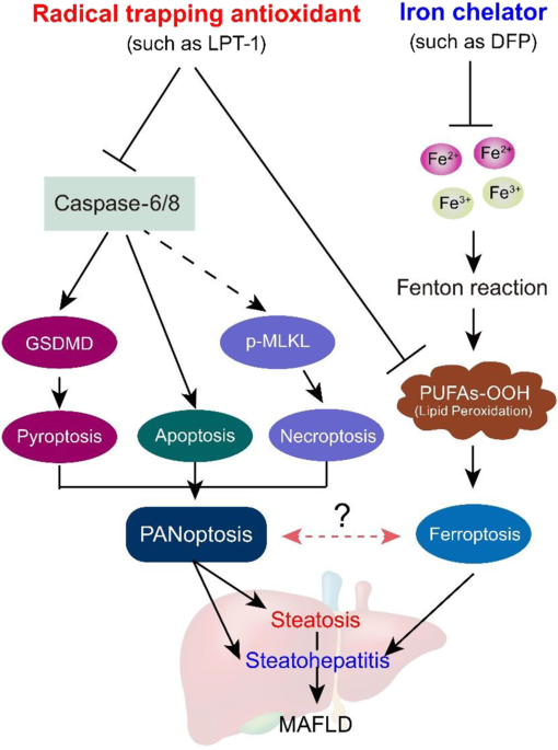 sermorelin-ipamorelin-cjc1295 ipamorelin plus cjc 1295 CJC-1295 + Ipamorelin Before & After Results