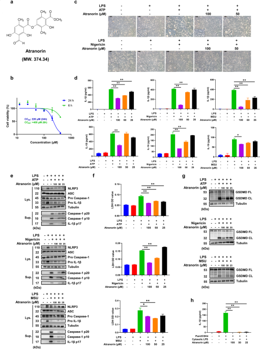 Atranorin inhibits nlrp3 inflammasome activation by targeting asc and protects nlrp3 inflammasome-driven diseases