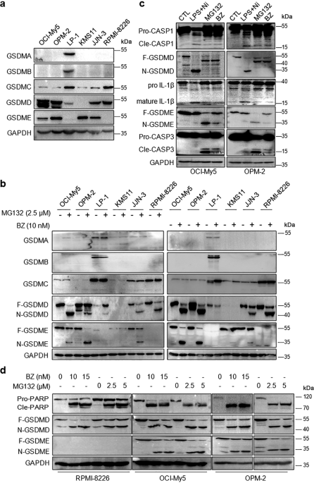 Proteasomal inhibitors induce myeloma cell pyroptosis via the BAX/GSDME  pathway