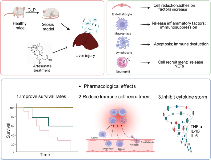 Single-cell RNA sequencing deciphers the mechanism of sepsis-induced liver  injury and the therapeutic effects of artesunate | Acta Pharmacologica  Sinica