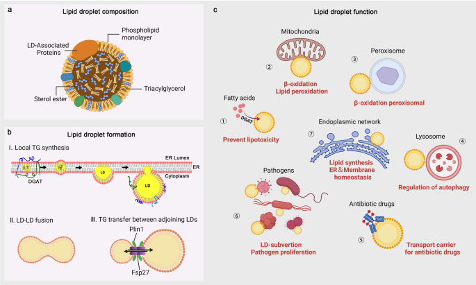 triacsin c lipid droplet pathogen ACSL3 regulates biogenesis and ferroptosis sensitivity in clear cell renal cell carcinoma | Cancer & Metabolism Lipid droplets in pathogen infection