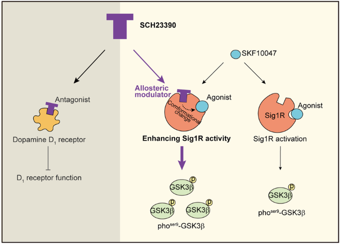The classical D1 dopamine receptor antagonist SCH23390 is a functional ...