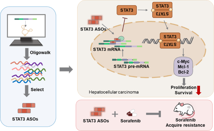Novel stat3 oligonucleotide compounds suppress tumor growth and overcome the acquired resistance to sorafenib in hepatocellular carcinoma