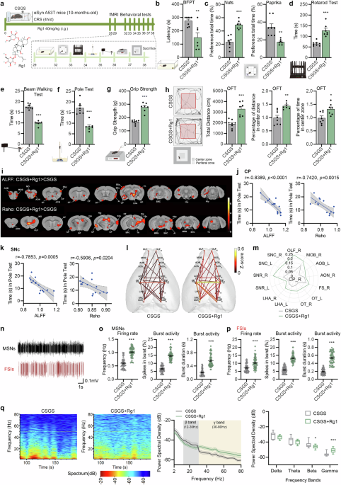 Ginsenoside rg1 ameliorates stress-exacerbated parkinson’s disease in mice by eliminating rtp801 and α-synuclein autophagic degradation obstacle