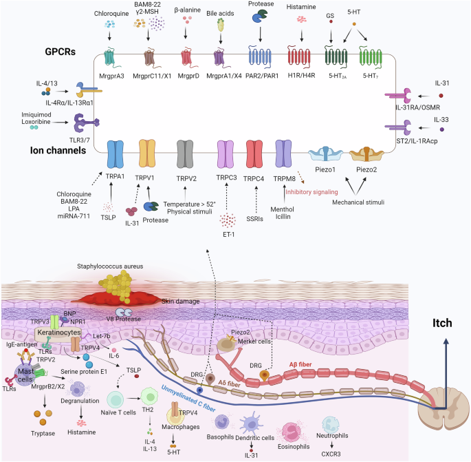 Molecular and cellular mechanisms of itch sensation and the anti-itch drug targets