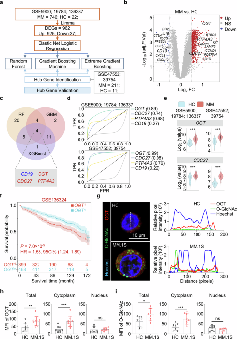Inhibition of CDC27 O-GlcNAcylation coordinates the antitumor efficacy ...