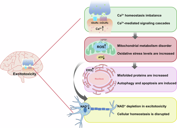 glutathione reduce weight Glutathione-Mediated Conjugation of Anticancer Drugs: An Overview of  Reaction Mechanisms and Biological Significance for Drug Detoxification and  Bioactivation