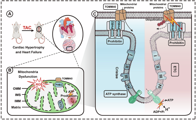 glutathione atp injections PHB2 protects against pressure overload-induced myocardial remodeling in  mice via stabilizing TOMM40 and regulating mitochondrial morphofunctional  homeostasis