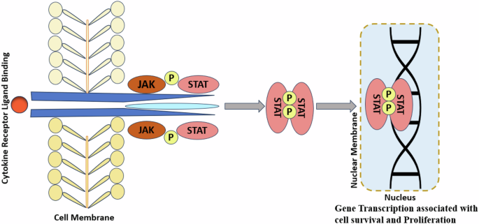 AI and experimental convergence: a synergistic pathway to JAK2 inhibitor discovery - Acta Pharmacologica Sinica