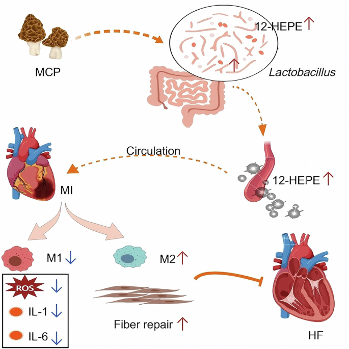 Mushroom Protocol for Ulcerative Colitis: Gut Repair And Immune Modulation 