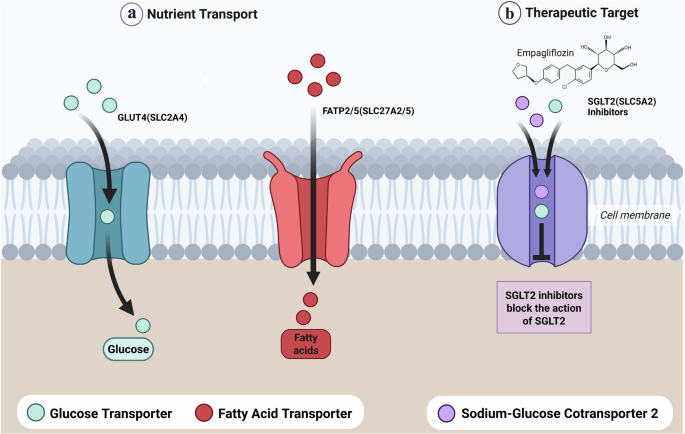 Technology-enabled insights into SLC transporters in MAFLD: redefining the multi-hit pathogenesis and therapeutic landscape