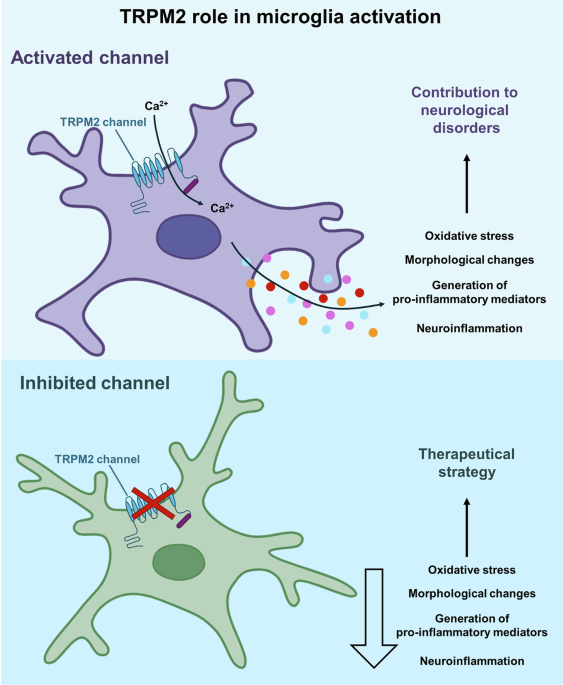 changes in glutathione redox potential are linked to a42-induced neurotoxicity Generation of ROS and Implication of ROS/RNS Inhibiting the transient receptor potential