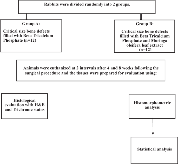 Moringa Oleifera Leaf Extract Enhances Healing of Critical-Sized Bone Defects in Rabbit Mandibles