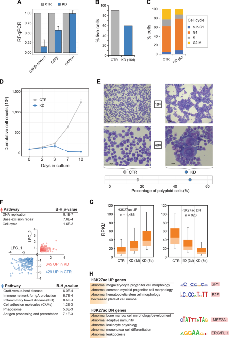CBFβ-MYH11 interferes with megakaryocyte differentiation via modulating ...