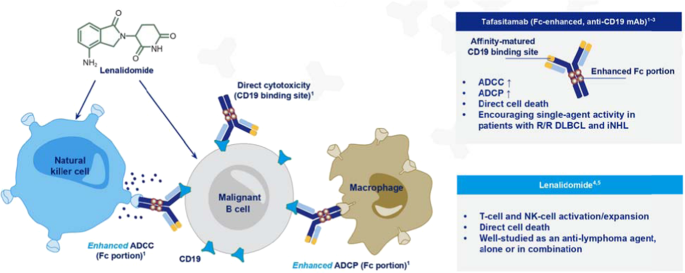 Diffuse Large B Cell Lymphoma New Targets And Novel Therapies Blood Cancer Journal