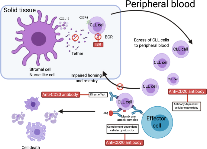 Ibrutinib Combinations In Cll Therapy Scientific Rationale And Clinical Results Blood Cancer Journal