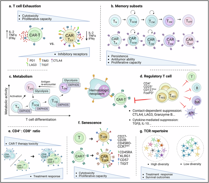 what does glutathione s transferase do Glutathione-S-Transferases as Potential Targets for Modulation of Nitric  Oxide-Mediated Vasodilation