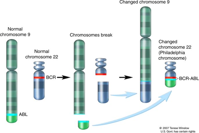 Haematologists do it | Bone Marrow Transplantation
