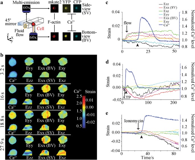 Mechanically Induced Ca 2 Oscillations In Osteocytes Release Extracellular Vesicles And Enhance Bone Formation Bone Research
