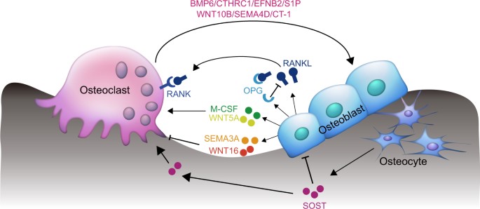 Paracrine and endocrine actions of bone—the functions of secretory proteins from osteoblasts, osteocytes, and osteoclasts | Bone Research Paracrine and endocrine actions of bone—the functions of secretory proteins from osteoblasts, osteocytes, and osteoclasts | Bone Research
