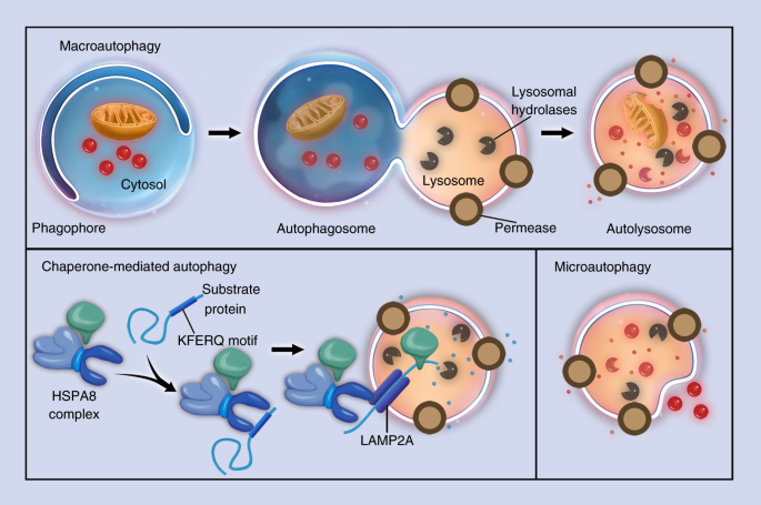 Autophagy in bone homeostasis and the onset of osteoporosis | Bone Research Autophagy in bone homeostasis and the onset of osteoporosis | Bone Research