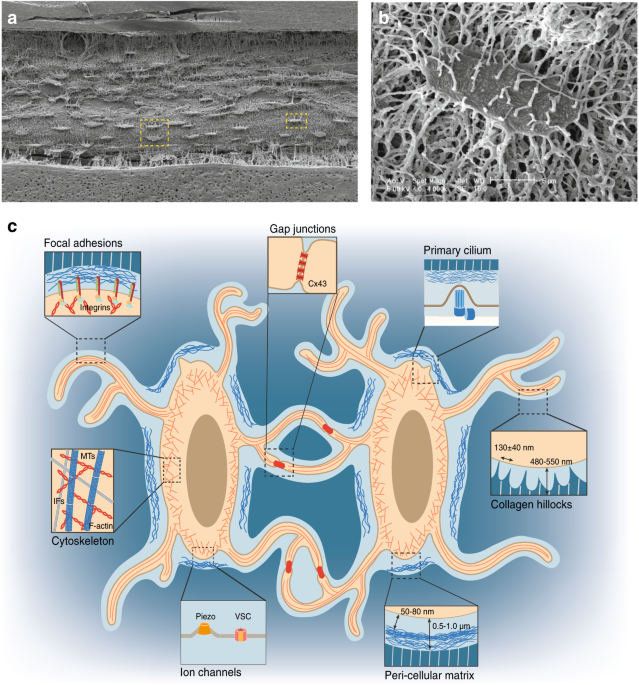 Bone Growth Stimulation: What The Evidence Reveals