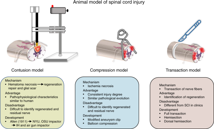 Progression in translational research on spinal cord injury based 
