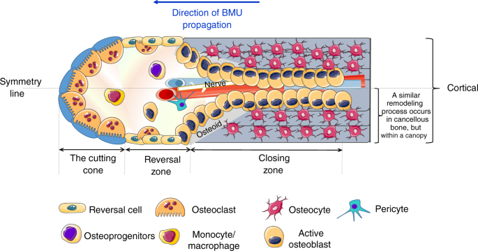 Bone remodeling: an operational process ensuring survival and bone  mechanical competence | Bone Research