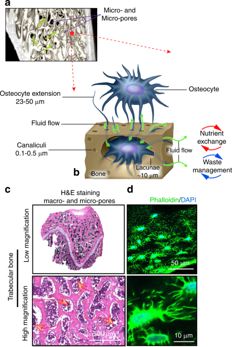 https://media.springernature.com/m685/springer-static/image/art%3A10.1038%2Fs41413-022-00234-9/MediaObjects/41413_2022_234_Fig1_HTML.png